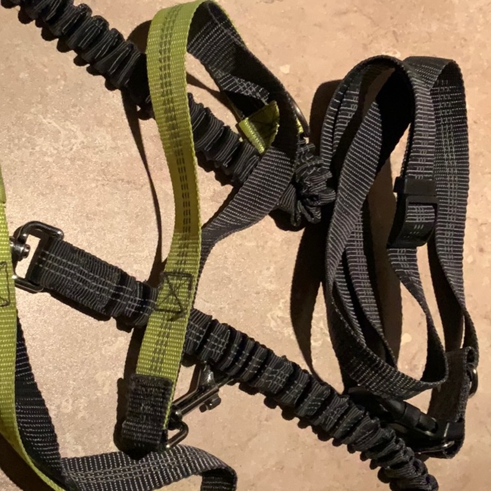 Bungee Leash and belt